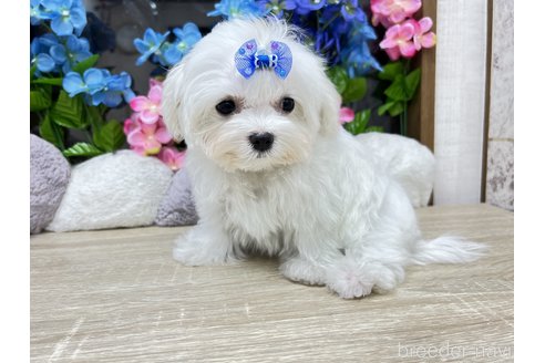 成約済の大阪府のマルチーズ-314086の7枚目